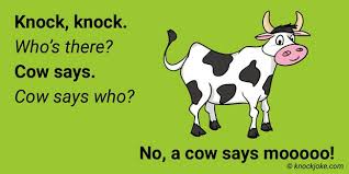 Cow Knock Knock Jokes Knock Knock Jokes Funny Corny Jokes Corny Jokes