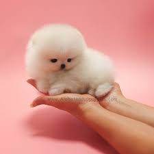 Please review our extensive teacup puppy health guarantee here. Aloha Teacup Puppies Alohateacuppup1 Twitter
