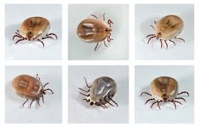 All information about dog tick vs deer tick engorged. Dog Ticks Should You Be Concerned