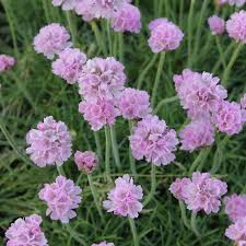 Staudenfoto Zu Armeria Maritima Schone Von Fellbach Grasnelke In 2020 Pflanzen Stauden Gras