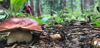 If you cannot correctly identify a mushroom, do not eat it. Colorado Wild Edible Mushrooms Modern Forager