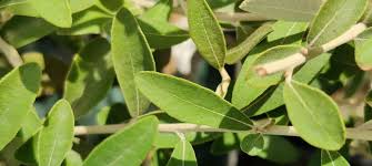 Image result for Tarchonanthus camphoratus