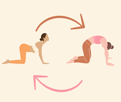 Cat-Cow Stretch Yoga