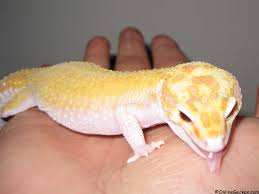 They need a big habitat, change of water daily, mist and humidify there cages, etc. Best Reptile Pets For Handling Beginner Pet Lizards Leopard Gecko As Pets Onlinegeckos Com Gecko Breeder