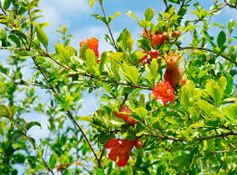 עץ רימון - עיצובים צומחים