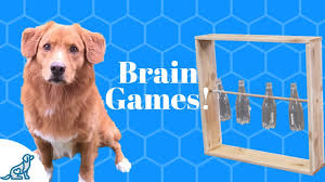 Homemade dog treat puzzle toys. Homemade Brain Games For Dogs Youtube