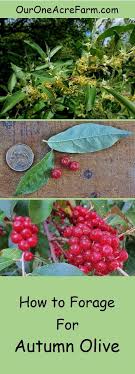 Pin On Foraging