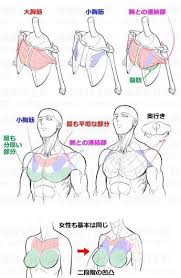 We will do the same with the torso, arms, legs, feet and hands, so we will. 230 Art Torso Upper Body Reference Ideas In 2021 Anatomy Drawing Anatomy Reference Anatomy Art