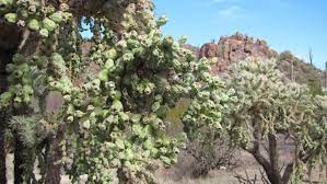 The succulents need little more than sun, well drained soil and rare moisture. Admire The Jumping Cholla Cactus But Beware Of Its Tricks Recreation Tucson Com