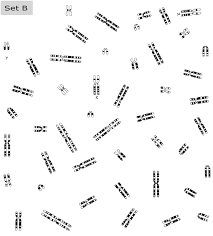 Karyotype Activity Worksheets Math Worksheets 4th Grade Math Worksheets Worksheets