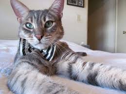 Black And White Striped Cat Classy Cat White Shirt Collar Black White By Catsanovabowties 45 00 Cats Cats And Kittens Cat Pics