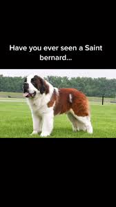 He’s a funky boy. #doggo#dogsoftiktok#stbernard#rottweiler