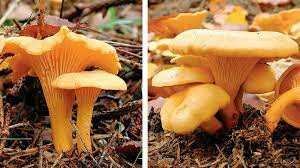 Einige taxa wurden aus dem reich der pilze ausgegliedert. Pilze Bestimmen Gefahr Bei Doppelgangern Geo