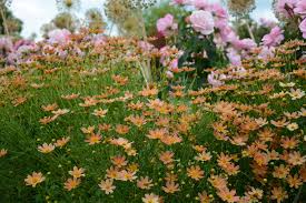 Pin On Wildflowers
