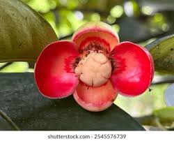 Image result for Garcinia kingaensis