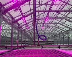 We did not find results for: Using Led Grow Lights And Less Irrigation Makes Stronger Plants