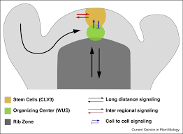 We did not find results for: From Signals To Stem Cells And Back Again Abstract Europe Pmc