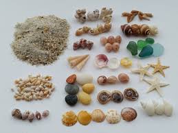 By pam | jun 19, 2016 | pam rambo, shell crafts, shell love bug | 41. Tiny Shells For Resin Jewelry Making Small Seashells Craft Etsy Resin Jewelry Making Seashell Crafts Candle Making Supplies