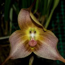 We did not find results for: Flowers That Symbolize Death A To Z Flowers