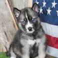 Siberian Husky For Sale in Virginia - Hoobly Classifieds