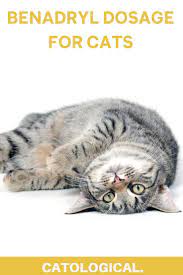 Pin On It S A Cat S World