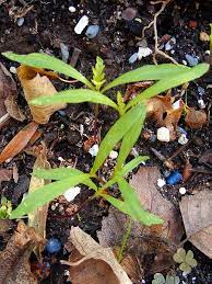 Cosmos Seedling 1 Of 2 Photos Flower Seedlings Seedlings Flower Garden