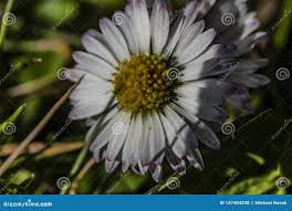 Young Daisy Bloom in Sunny Hot Spring Day Stock Photo - Image of macro,  pasture: 147404248