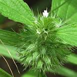 Image result for Acrotome inflata