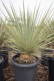 Image result for Yucca