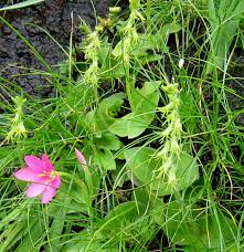 Image result for Holothrix villosa