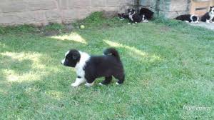 Image result for karelský medvědí pes