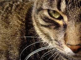 Animal Instinct Animals I Love Cats Instinct