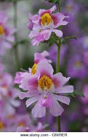 Poor Mans Orchid Butterfly Flower Schizanthus Orchids Flower Close Up Butterfly Plants