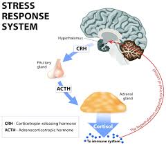 Image result for Cushing Response