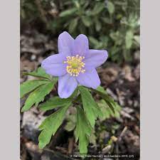 Anemone Nemorosa Robinsoniana Wood Anemone Or Windflower Wood Anemone Anemone Blue Flowers