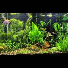 w e t a r m s on instagram awesome graybot freshwater aquarium aquascape fresh water
