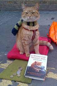 bob the street cat intelligente tiere bob der streuner susse tiere