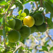 Image result for Dovyalis lucida