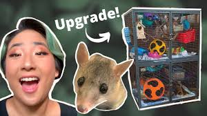 GIANT Cage Upgrade For Tiny Opossum! // Short Tailed Opossum Enclosure  Setup! // Cage Tour