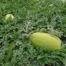 Image result for Cucumis quintanilhae