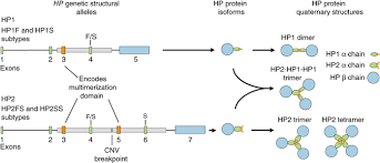 Image result for Haptoglobin