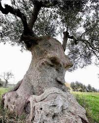 Reposted From Misfithistory This Tree Needs To Chill The F Out Rn Whoa This Ancient Olive Tree Dubbed The Thinking Tre In 2020 Tree Drink Plenty Of Water Bizarre