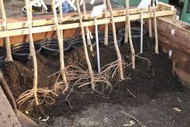 Michigan's finest wholesale/retail bare root tree & shrub nursery since 1978 cold stream farm is a wholesale / retail bare root tree and shrub nursery in michigan. Growing Perfect Fruit Trees Mother Earth News