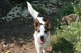 Stop overlooking this amazing dog! Enzo An Australian Cattle Dog American Staffordshire Terrier Mix Staffordshire Terrier Mix Staffordshire Terrier Cattle Dog