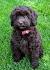 Brown Labradoodle Puppy