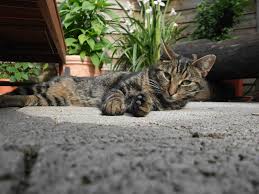 6.я сделала картину из зёрен кофе,которая сейчас на стене моей кухни висит. Kleine Farm Rickelrath Informationen Rund Um Tierhaltung Selbstversorgung Und Nachhaltigem Gemusebau Die Katzen