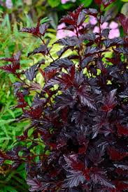 Naturehills.com has been visited by 10k+ users in the past month Physocarpus Opulifolius Black Jack Ninebark Zones 3 To 7 Flowers Perennials Ninebark Shrub Shrubs For Landscaping