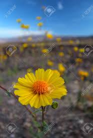 Death valley flowers bloom 2016. Super Bloom Of Wildflowers Desert Sunflower Death Valley National Stock Photo Picture And Royalty Free Image Image 65236904