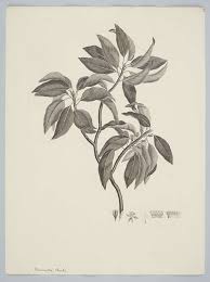 Image result for Manilkara kauki