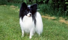 Papillon information including personality, history, grooming, pictures, videos, and the akc breed standard. Papillon Dog Breed Information